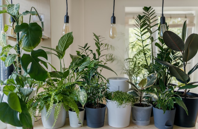 Discover Indoor Gardening at Pearson Square